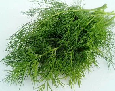 قیمت استثنایی سبزی شوید خشک کیلویی + فروش عمده